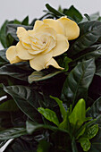 Gardenia