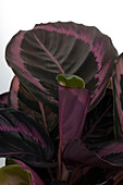 Calathea