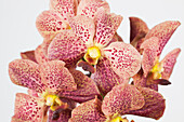 Vanda