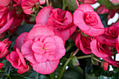 Begonia elatior