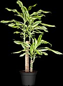 Dracaena steudneri 'Yellow Coast