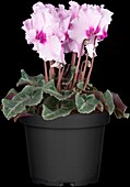 Cyclamen Midi Wella