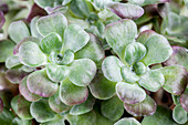Sedum spathulifolium 'Purpureum' (Purple)