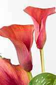 Zantedeschia aethiopica