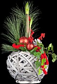 Hippeastrum (Christmas planting)