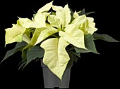 Euphorbia pulcherrima 'Christmas Polar'