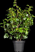 Camellia japonica 'Fircone'