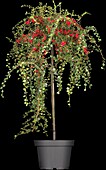 Cotoneaster praecox 'Boer'