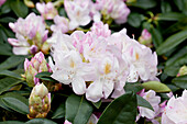 Rhododendron 'Gomer Waterer