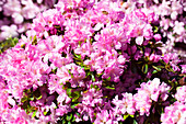 Rhododendron obtusum 'Negligé'®