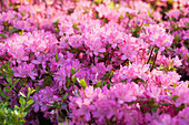 Rhododendron obtusum 'Diamond Rosa'®