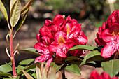 Rhododendron 'June Fire