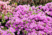 Rhododendron obtusum 'Diamant Enzianblau'®