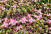 Rhododendron obtusum 'Kermesina Rose'