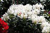 Rhododendron 'Cunningham's White' ®