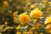 Kerria japonica 'Pleniflora'