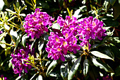 Rhododendron 'Marcel Menard'