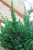 Chamaecyparis lawsoniana 'Little Spire'