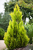 Thuja plicata '4ever' GOLDY®(s)