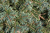 Picea pungens 'Waldbrunn'