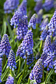 Muscari 'Artist