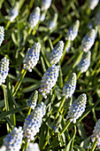 Muscari armeniacum 'Valerie Finnis'