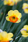 Narcissus 'Bantam'