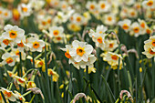 Narcissus jonquilla 'Beautiful Eyes'