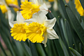 Narcissus 'Goblet'