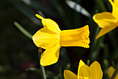 Narcissus cyclamineus 'Golden Cycle'