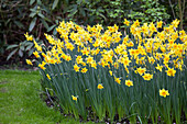 Narcissus jonquilla 'Kinglet'