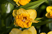 Narcissus 'Mirar'