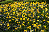 Narcissus 'Peeping Tom'