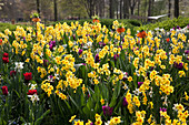 Narcissus 'Peeping Tom'