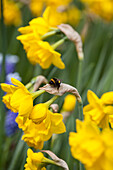 Narcissus jonquilla 'Quail' with bumblebee