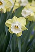 Narcissus 'Snow Frills'