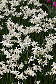 Narcissus cyclamineus 'Toto'