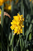 Narcissus Van Sion