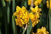 Narcissus 'Van Sion'