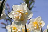 Narcissus 'White Lion'