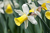 Narcissus 'Bravoure'