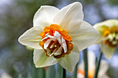 Narcissus Extravaganza