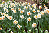 Narcissus 'Flower Parade'