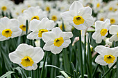 Narcissus 'Jamestown'