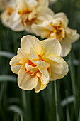 Narcissus 'Jersey Torch'