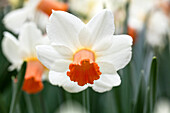 Narcissus cyclamineus 'Kaydee'