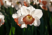 Narcissus 'Pink Charm'