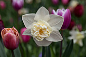 Narcissus 'Popeye'