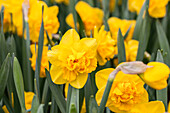 Narcissus 'Raffles'