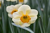Narcissus Ringtone